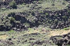 Rio-Grande-Gorge-Taos-New-Mexico-DSC01755