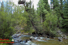 Lost-Trail-Creek-Campground-Creed-CO-Pocket-2-08-30-2022